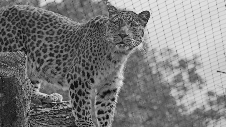 Hoyerswerda: Zoo trauert um Leoparden