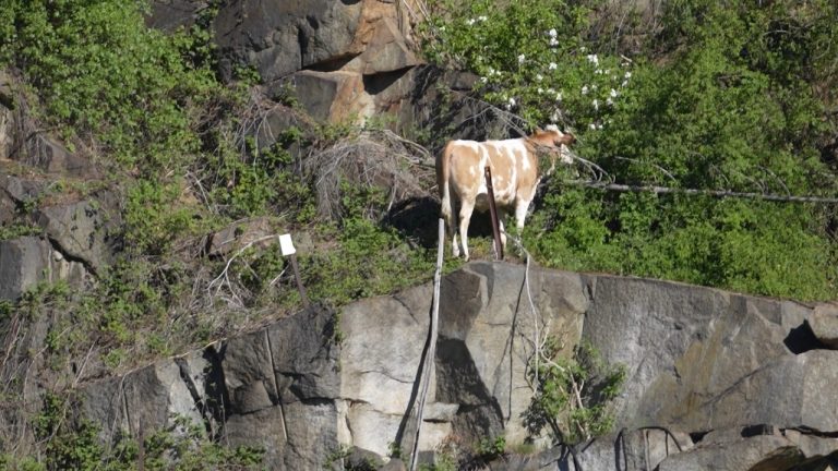 Haselbachtal: Kuh in Not! Feuerwehr rettet "Luise"