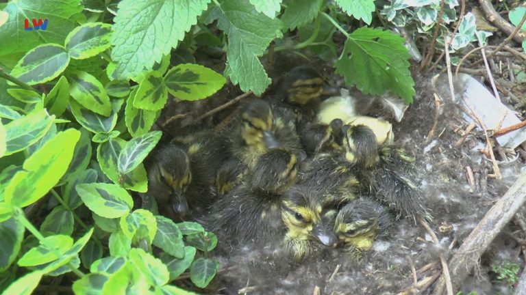 Herzberg/E.: Rettungsaktion der ungewöhnlichen Art