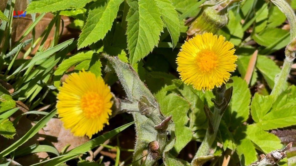 natürlich Lausitz: Der Huflattich
