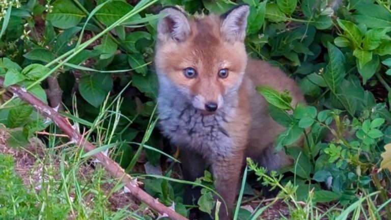 Görlitz: Richtiger Umgang mit Wildtiernachwuchs