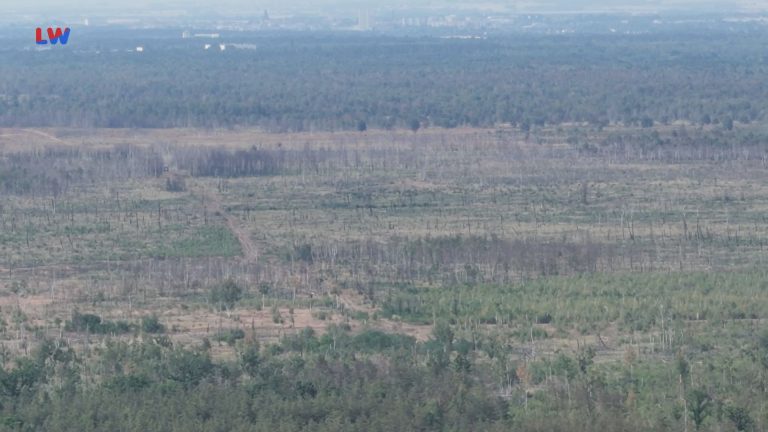 Gohrischheide: Erneuter Waldbrand in dem belasteten Gebiet