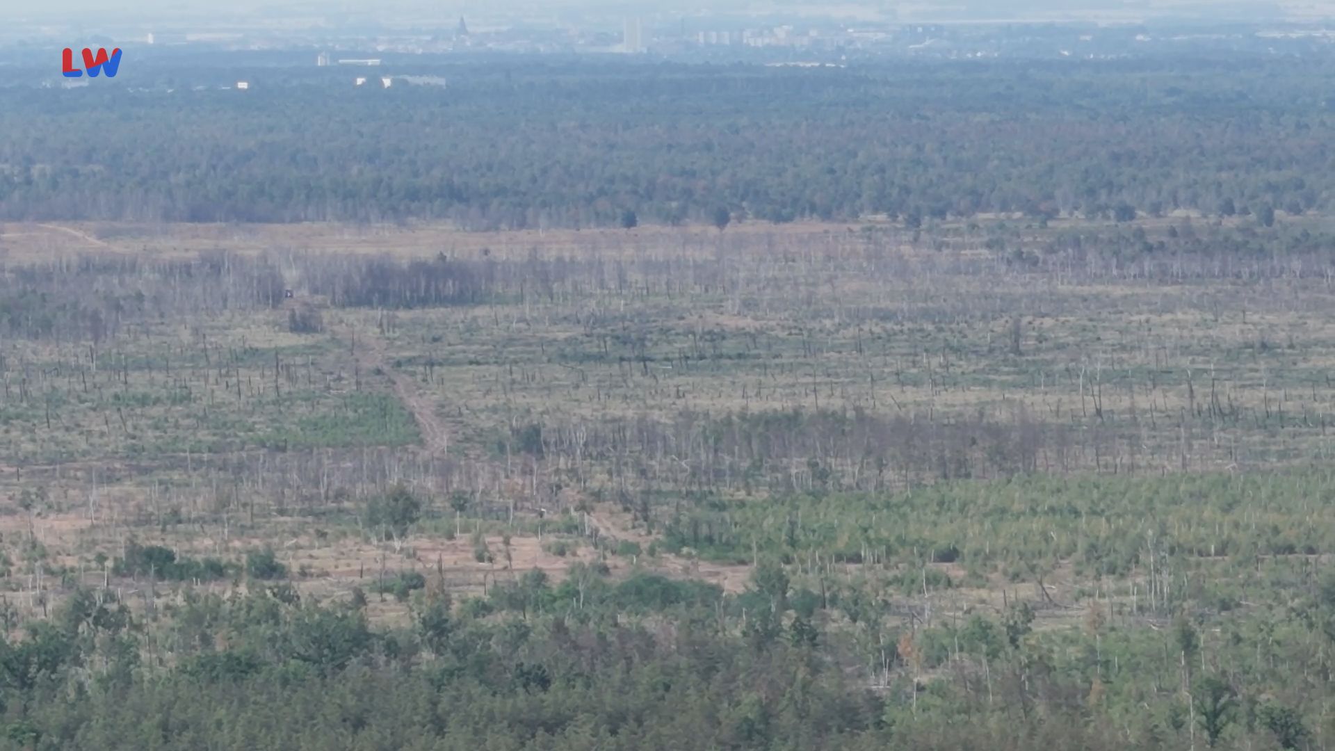 Gohrischheide: Erneuter Waldbrand in dem belasteten Gebiet