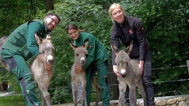 Görlitz: Titus, Tessa und Theo erobern den Tierpark