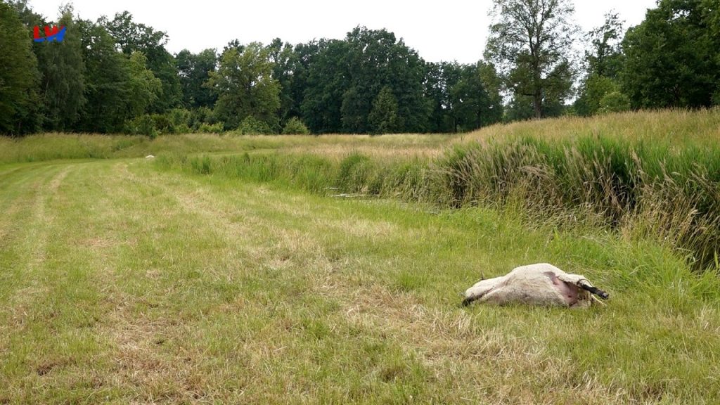 Hoyerswerda: Mindestens 10 Schafe durch Wolf getötet