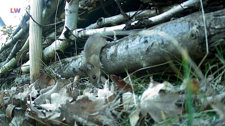 natürlich Lausitz: Die Waldmaus