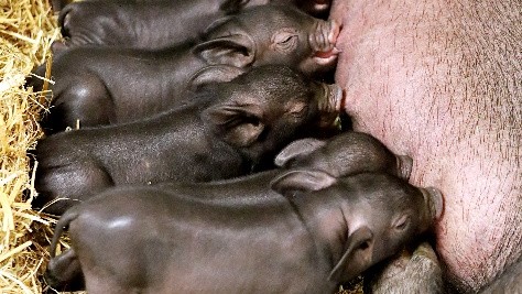Görlitz: 16 Ferkel sorgen für Nachwuchsfreude im Tierpark