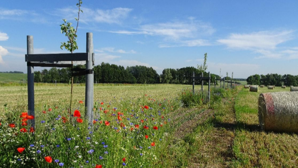 Südbrandenburg: Agroforst-Verband fordert Nachbesserungen am Naturschutzgesetz