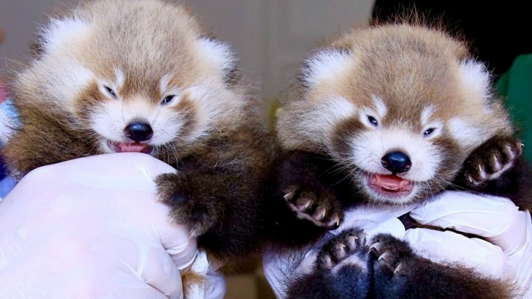 Görlitz: Panda-Zwillinge sorgen für Freude
