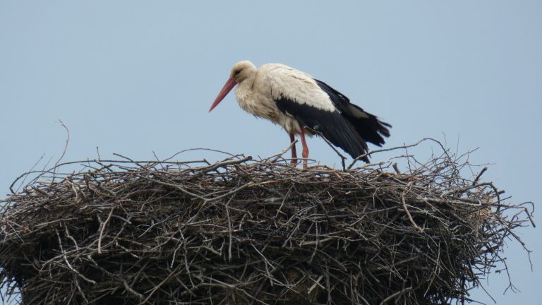 Oßling OT Döbra: Storch Gustav darf bleiben