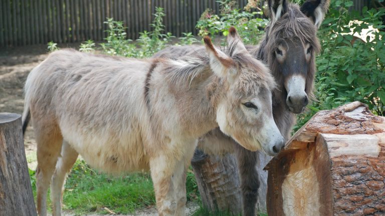 Hoyerswerda: Zwergesel im Zusestadt-Zoo