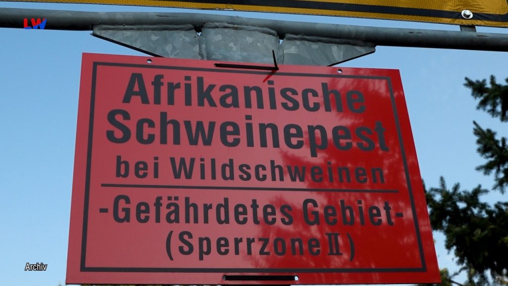 Lausitz: Erneut Schutzmaßnahmen gegen die Afrikanische Schweinepest - LAUSITZWELLE