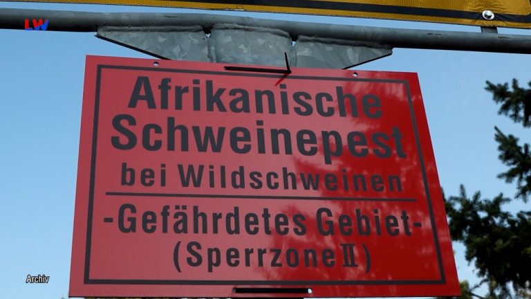 Lausitz: Erneut Schutzmaßnahmen gegen die Afrikanische Schweinepest - LAUSITZWELLE