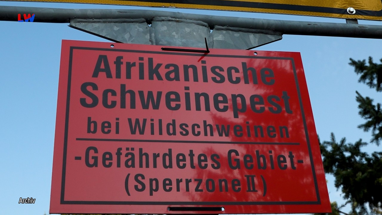 Lausitz: Erneut Schutzmaßnahmen gegen die Afrikanische Schweinepest – LAUSITZWELLE