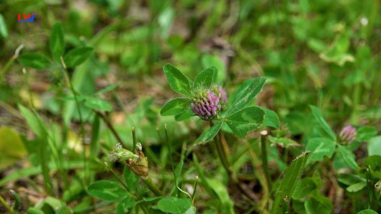 natürlich Lausitz: Der Wiesenklee