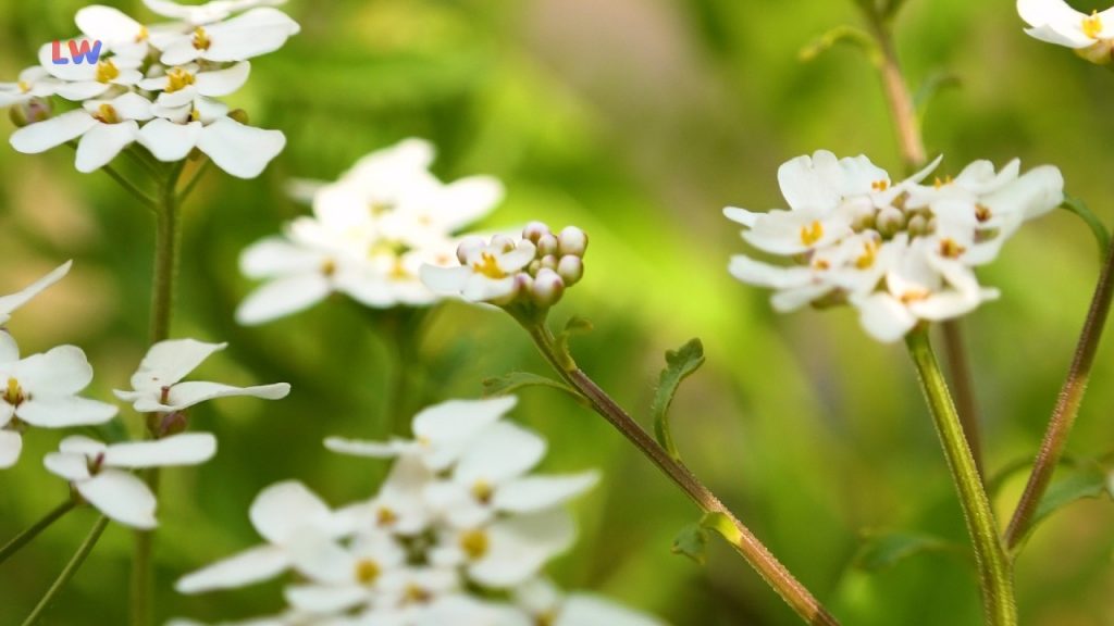 natürlich Lausitz: Die bittere Schleifenblume