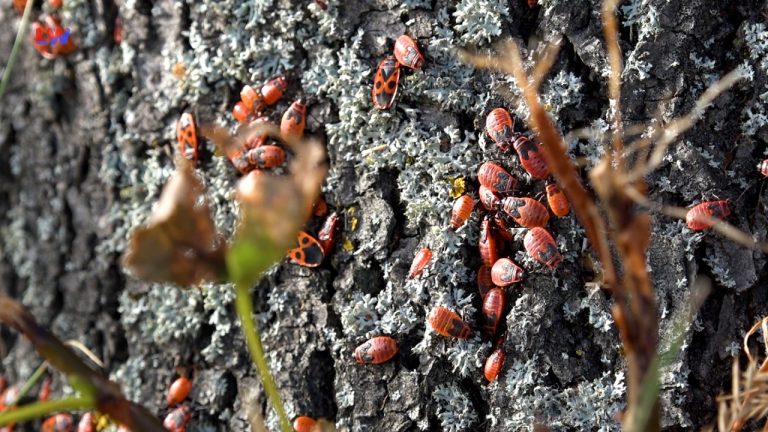natürlich Lausitz: Die Feuerwanze