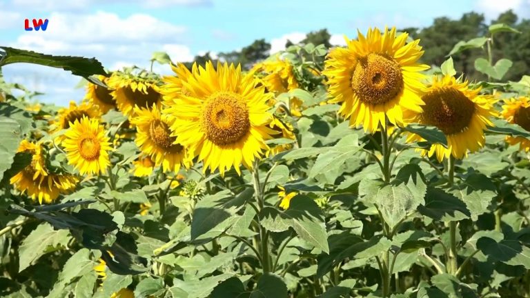natürlich Lausitz: Die Sonnenblume