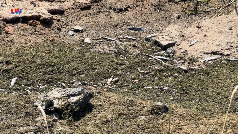 Lausitz: Fischsterben an der Schwarzen Elster
