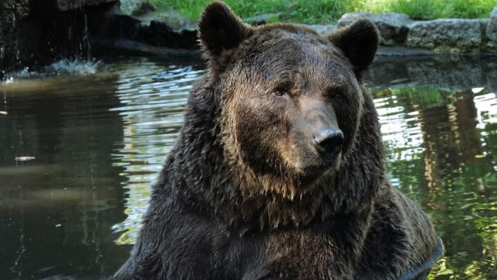 Bischofswerda: Braunbär Balu gestorben