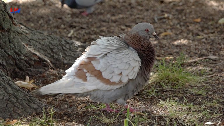 Görlitz: Tierisches von den Stadttauben