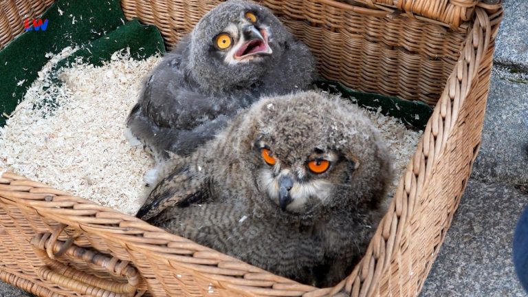 Hoyerswerda OT Schwarzkollm: Tag der Natur die erfolgreiche Dritte
