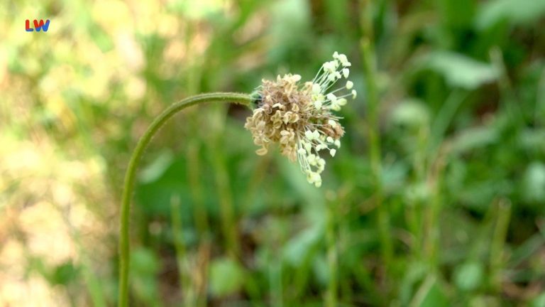 natürlich Lausitz: Der Spitzwegerich