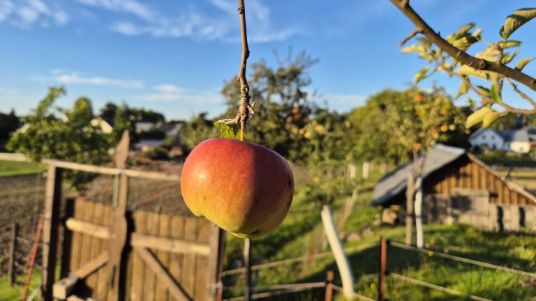 Laußnitz OT Höckendorf: Streuobsttag – Handgepresster Apfelsaft und historische Vernissage