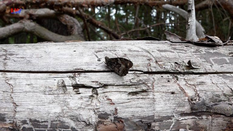 Hoyerswerda: Tierisches vom Kleinen Waldportier