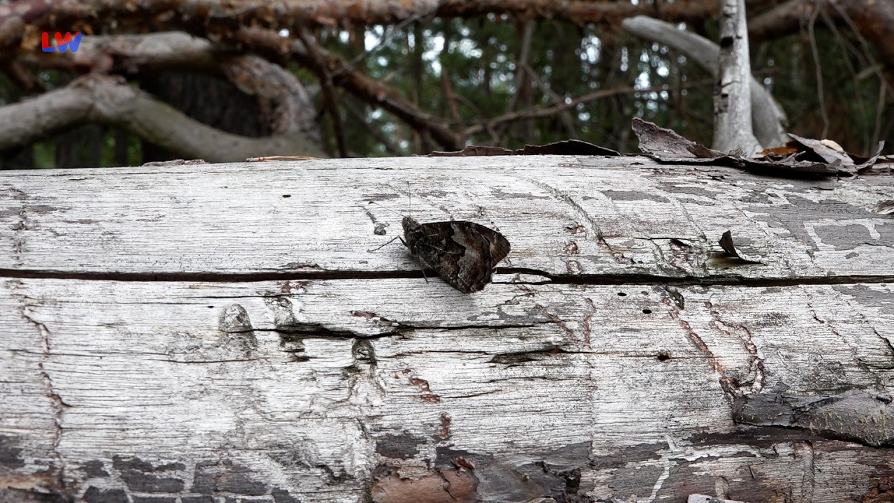 Hoyerswerda: Tierisches vom Kleinen Waldportier
