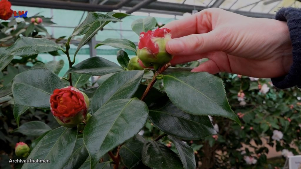 Radeberg: 30 Jahre botanischer Blindengarten