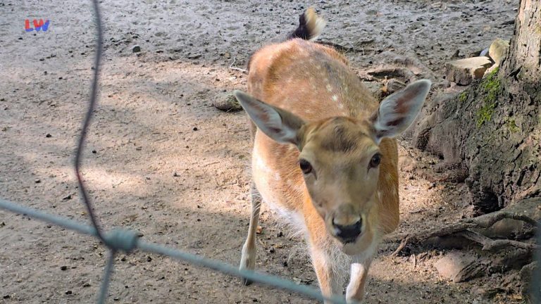 Weißwasser: 60 Jahre Tierpark
