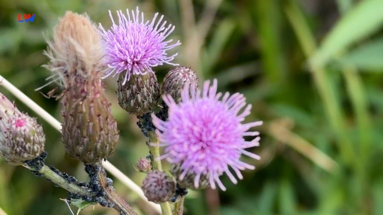 natürlich Lausitz: Die Acker-Kratzdistel