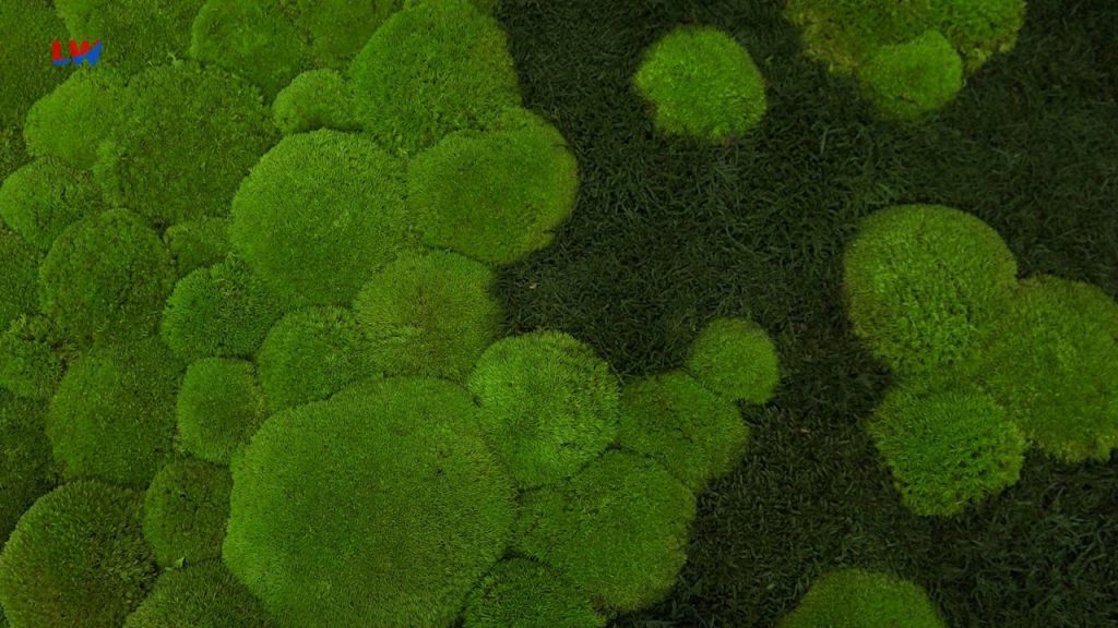Oppach: Die Natur ist der beste Designer