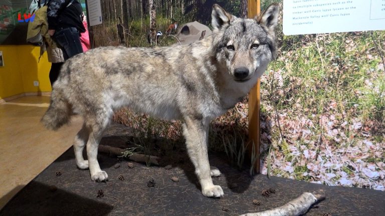 Rietschen: Wolfstag auf dem Erlichthof